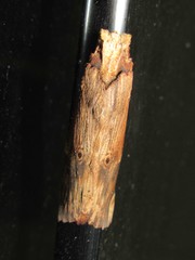Nystalea ebalea
