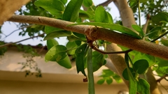 Tapinanthus sessilifolius