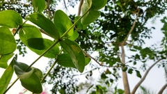 Tapinanthus sessilifolius