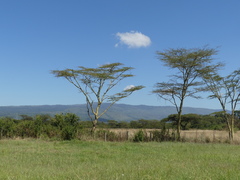 Vachellia xanthophloea