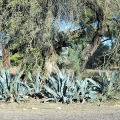 Agave
