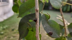 Tapinanthus sessilifolius