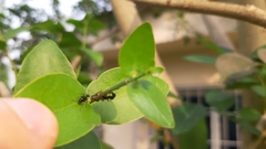 Tapinanthus sessilifolius