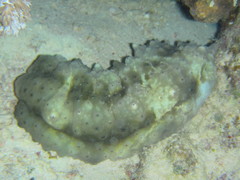 Stichopus