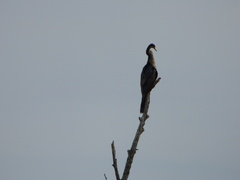 Anhinga anhinga leucogaster