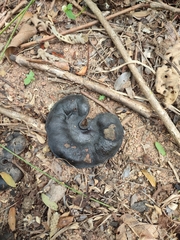 Enterolobium contortisiliquum