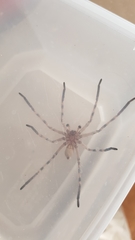 Eusparassus walckenaeri