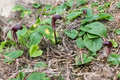 Arisarum