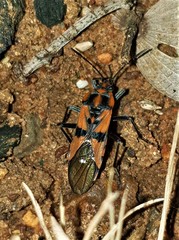 Spilostethus macilentus