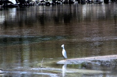 Egretta thula