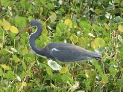 Egretta tricolor image