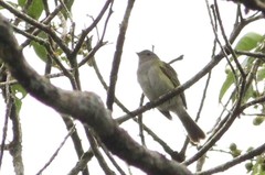 Phyllomyias griseocapilla