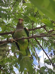 Amazona vinacea