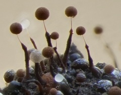 Clastoderma debaryanum