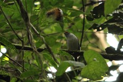 Ilicura militaris