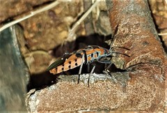 Spilostethus macilentus