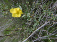 Helianthemum stipulatum