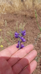 Delphinium peregrinum