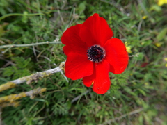 Anemone coronaria
