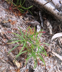 Oxalis polyphylla pentaphylla