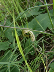 Arisarum vulgare