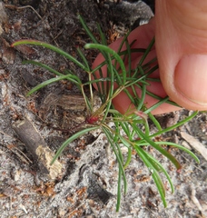 Oxalis polyphylla pentaphylla