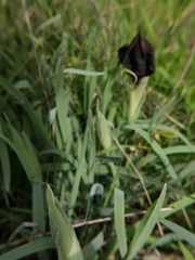 Iris atropurpurea