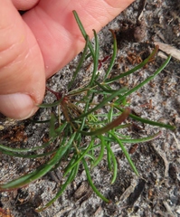 Oxalis polyphylla pentaphylla