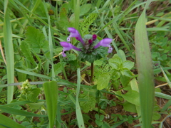Lamium amplexicaule