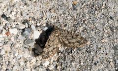 Eupithecia annulata