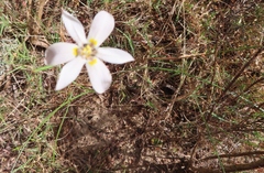 Moraea elsiae