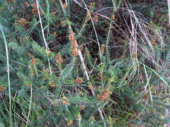 Erica multiflora