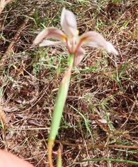 Moraea elsiae