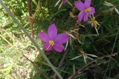 Chironia melampyrifolia
