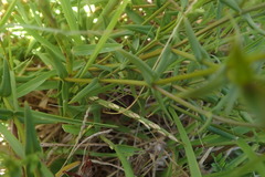 Chironia melampyrifolia