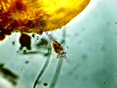 Collotheca
