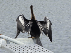 Anhinga anhinga leucogaster