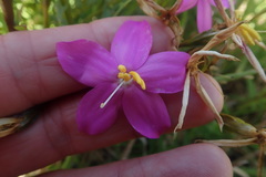 Chironia melampyrifolia