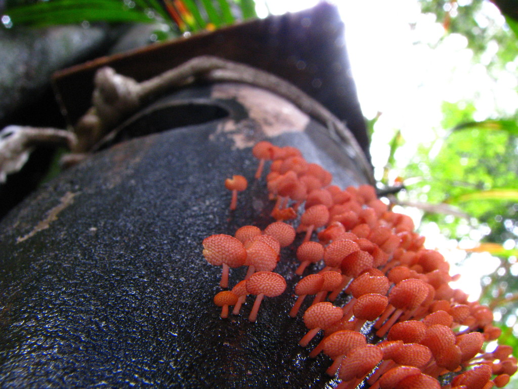 Favolaschia luteoaurantiaca
