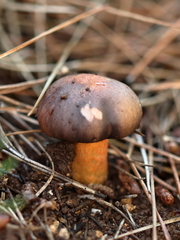 Chroogomphus mediterraneus