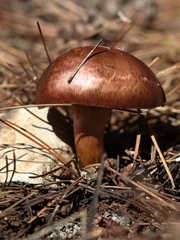 Chroogomphus mediterraneus