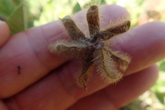 Rhynchosia chrysoscias