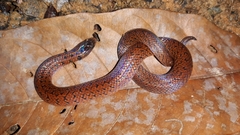 Atractus ronnie