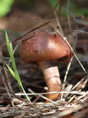 Chroogomphus mediterraneus