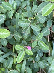 Desmodium incanum image