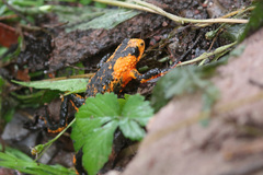 Melanophryniscus rubriventris