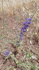 Delphinium peregrinum