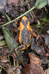 Melanophryniscus rubriventris