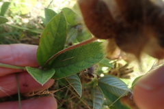 Rhynchosia chrysoscias