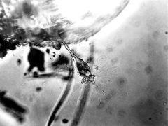 Collotheca